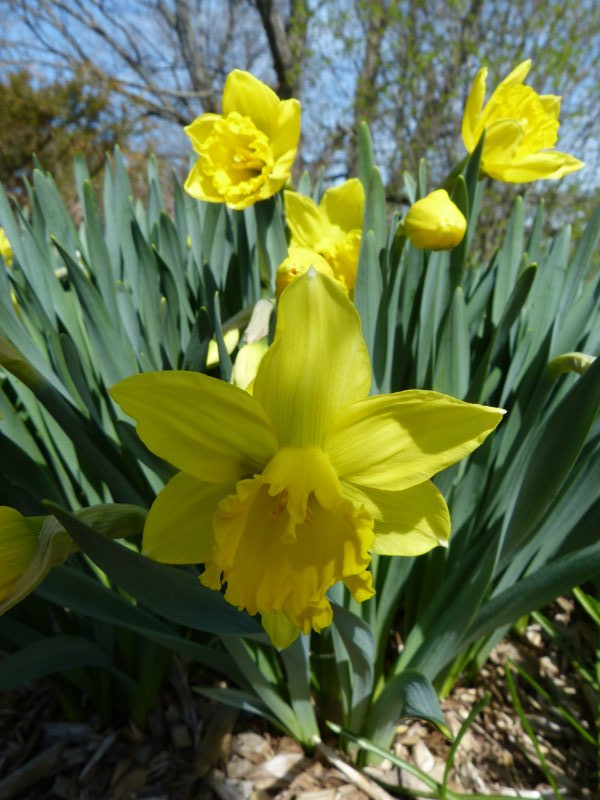 From the Daffodil Field